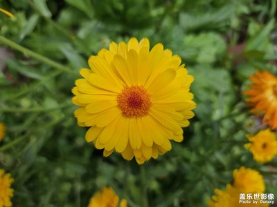 【鏡頭里的夏天】+小黃花