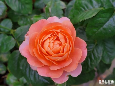 【夏日好時(shí)光】＋餐后賞花