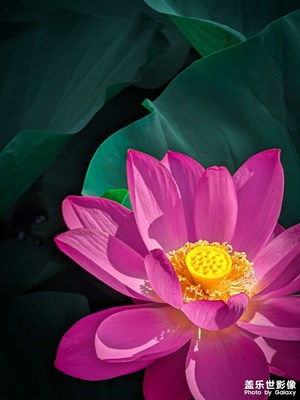 【夏日好時光】那些花兒