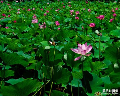 【夏日好時光】+七月一半一半