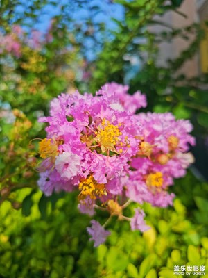 【夏日好時(shí)光】那些花兒