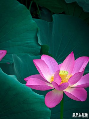 【夏日好時光】那些花兒