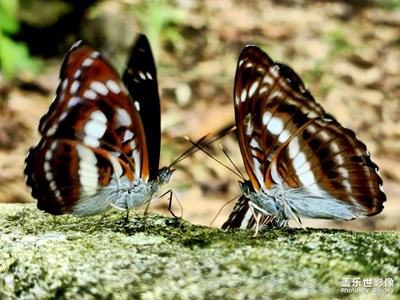 【夏日好時光】+山中蝶