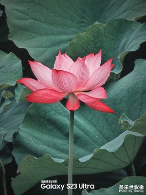 【鏡頭里的夏天】+映日荷花別樣紅