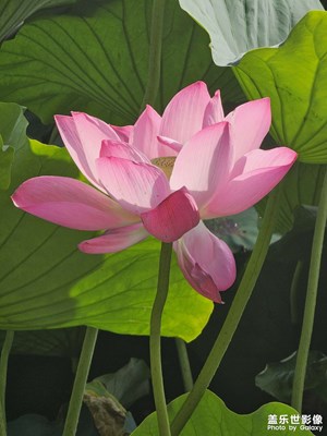 【把快樂塞進(jìn)相冊(cè)里】+夏日荷花