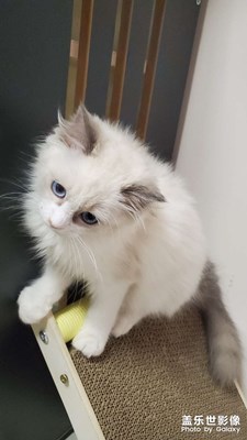 【把快樂(lè)塞進(jìn)相冊(cè)里】+擼貓時(shí)刻