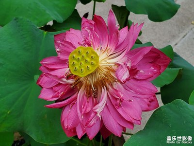 【把快樂(lè)塞進(jìn)相冊(cè)里】＋獨(dú)自賞花