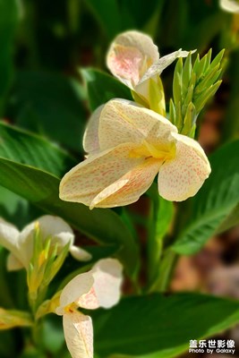 【把快樂(lè)塞進(jìn)相冊(cè)里】不一樣的美人蕉