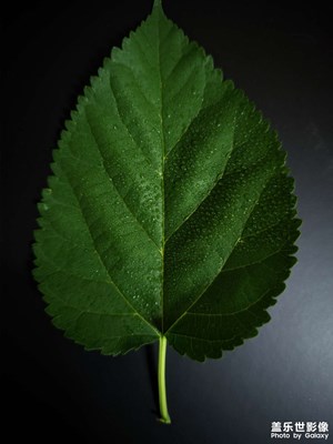 用黑背景拍了兩張樹(shù)葉