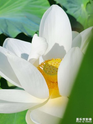 【創(chuàng)意生活】小荷