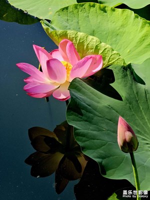 【創(chuàng)意生活】斑斕夏荷