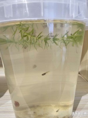 【創(chuàng)意生活】小魚(yú)魚(yú)