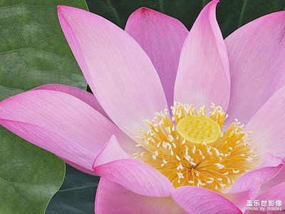 四面荷花三面柳，一城山色半城湖