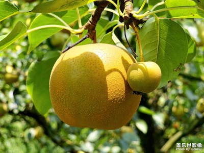 【多彩七月】盛夏的果實