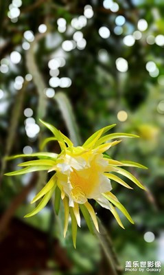 【多彩七月】那些花兒