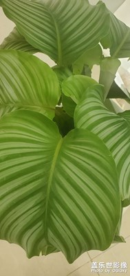 【視覺盛夏】+ 逐夢花的海洋