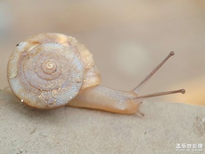 雨后的蝸牛