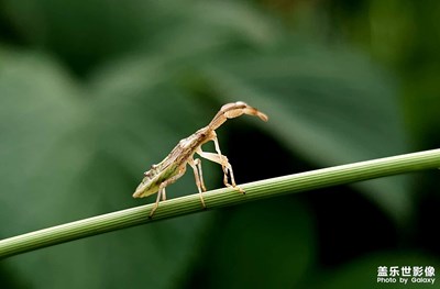 【視覺盛夏】夏蟲