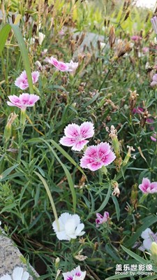 【視覺盛夏】傍晚公園好風(fēng)光