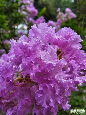 Galaxy S23 Ultra雨后隨拍