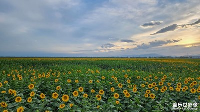 【視覺(jué)盛夏】

向日葵