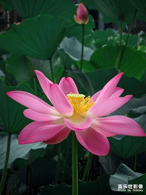 【視覺盛夏】出淤泥而不染