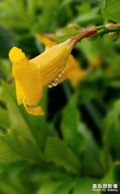 【鏡頭里的故事】雨后黃蟬