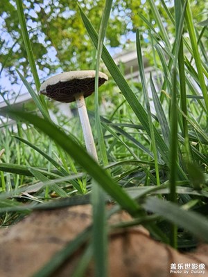 【鏡頭里的故事】那些花兒