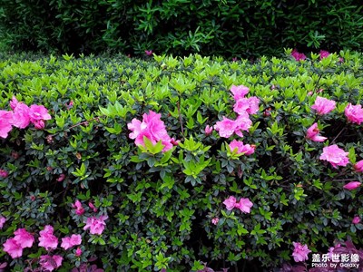 【視覺盛夏】+朵朵鮮花