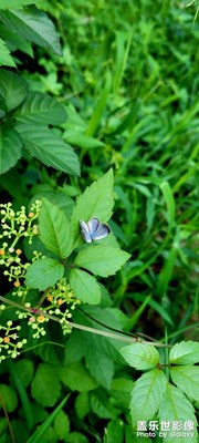 樓下草坪拍的，可以當(dāng)壁紙了