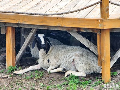 【鏡頭里的故事】+羊駝