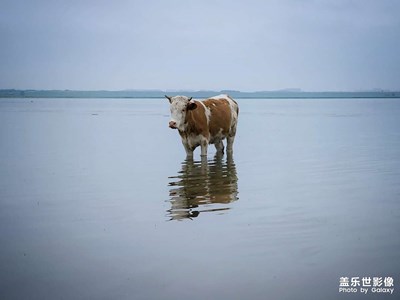 【鏡頭里的故事】+牛牛們的夏天