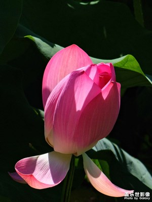 正是荷花開滿池