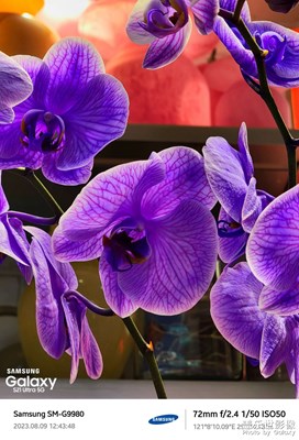 【萃取生活】那些花兒