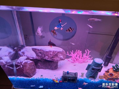 草缸不如微景觀