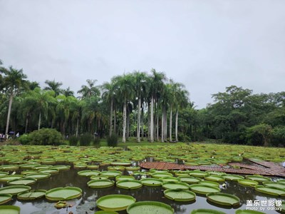 【萃取生活】+ 版納薈萃之中科院植物園！