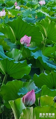 【萃取生活】+ 荷塘風(fēng)景