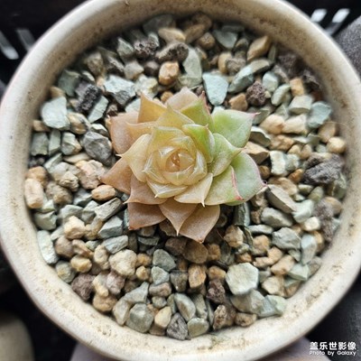 絕美多肉