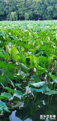 【分享美好】+荷花塘美景