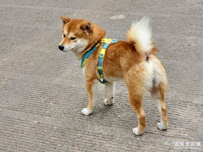 【分享美好】+生活日志