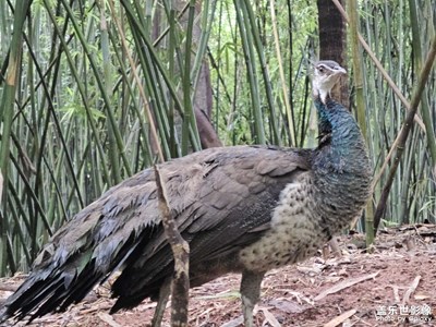 【隨處精彩】+ 小動物