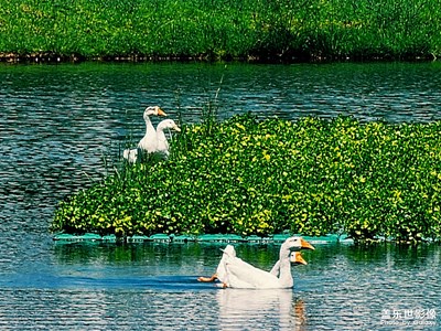 【隨處精彩】游弋綠水間