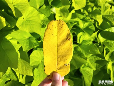 【最美初秋】初秋大自然的漸變