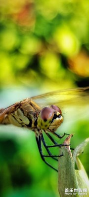 【隨處精彩】+昆蟲(chóng)總動(dòng)員