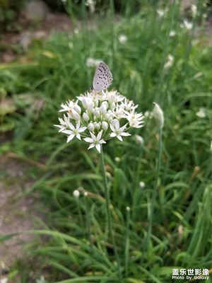 【最美初秋】韭花飄香