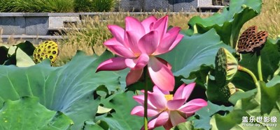 【最美初秋】秋荷