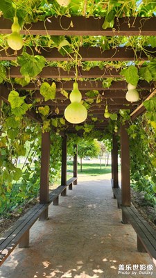 【最美初秋】+葫蘆娃