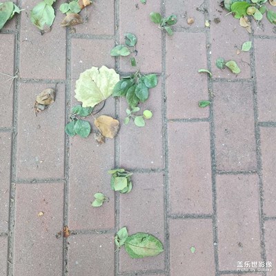 最美初秋】街頭隨拍