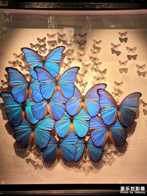 [最美初秋]+一場與蝴蝶的邂逅