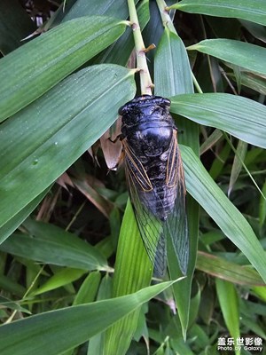 【再見(jiàn)夏天】再見(jiàn)蟬鳴